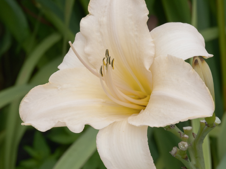 Sahnebaum daylily by Dr. Tomas Tamberg