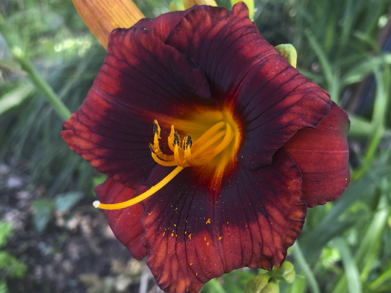 Schau Ins Land daylily by Dr. Tomas Tamberg