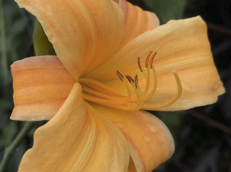 Septembergruß daylily by Dr. Tomas Tamberg