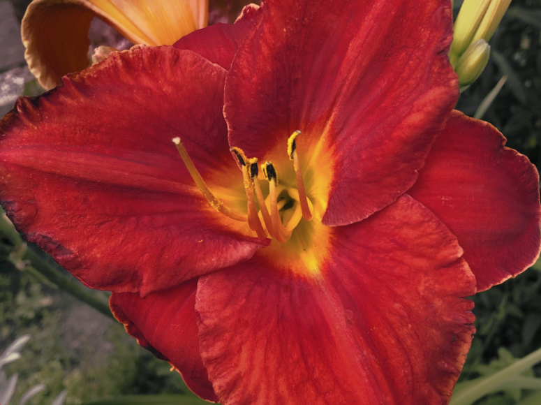Sommerkind daylily by Dr. Tomas Tamberg