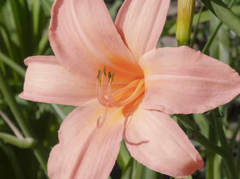 Spinne In Lachs daylily by Dr. Tomas Tamberg