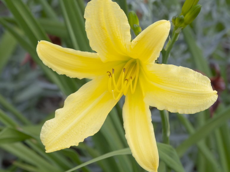 Strahlemann daylily by Dr. Tomas Tamberg