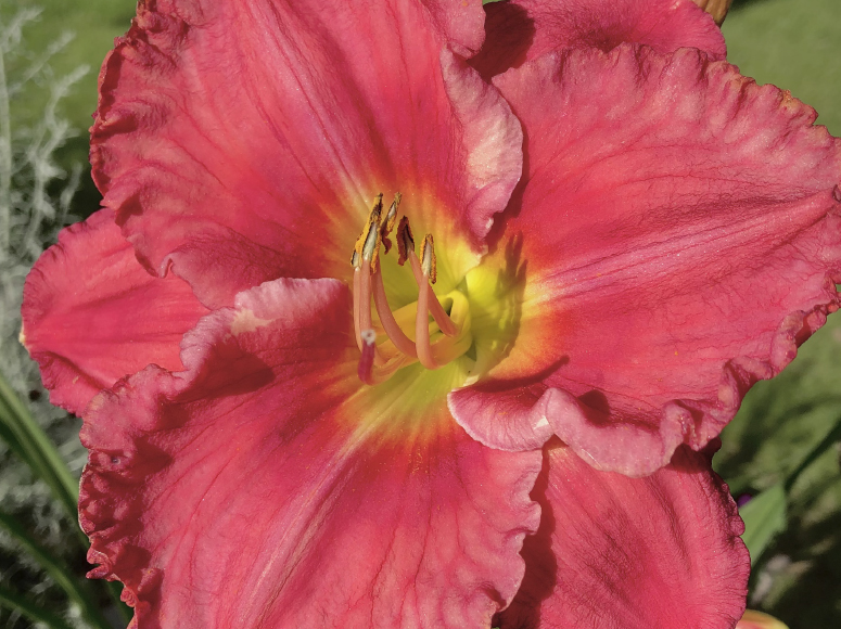Tiefrosa Zeiten daylily by Dr. Tomas Tamberg