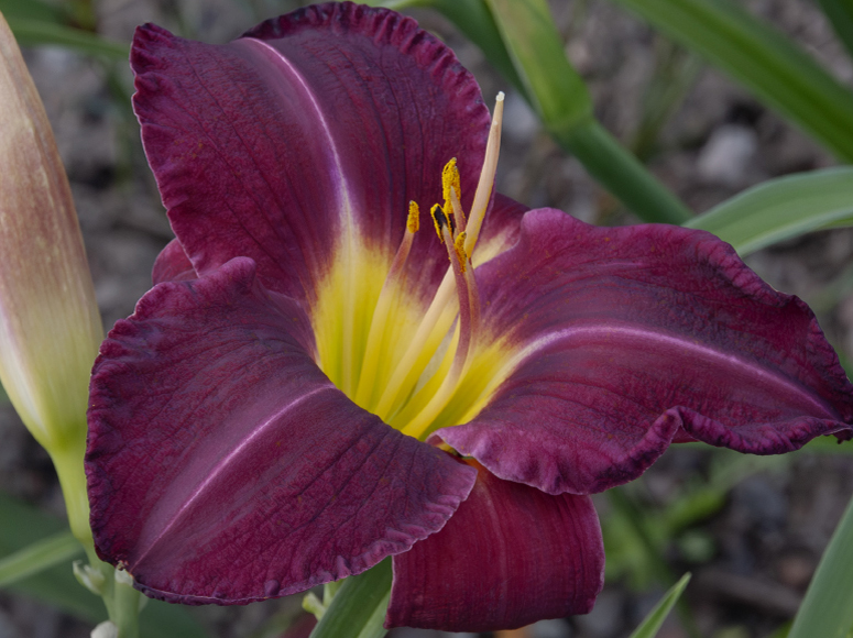 Victor Vahl daylily by Dr. Tomas Tamberg