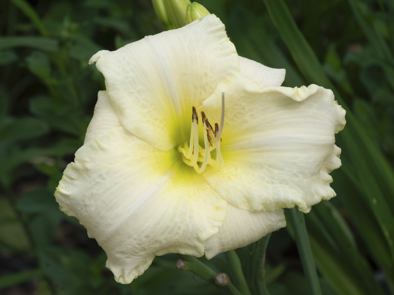 Weissensee daylily by Dr. Tomas Tamberg