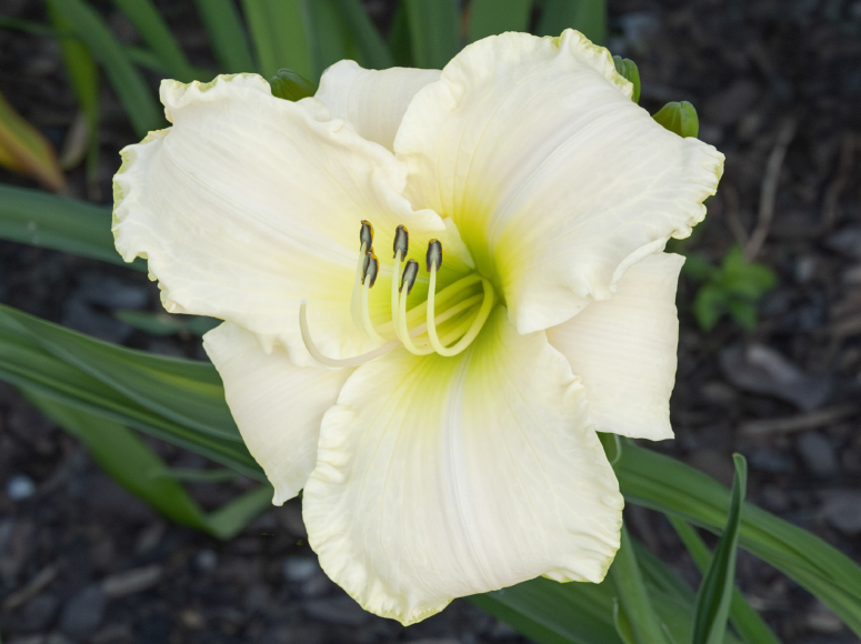 White Rose Memorial daylily by Dr. Tomas Tamberg