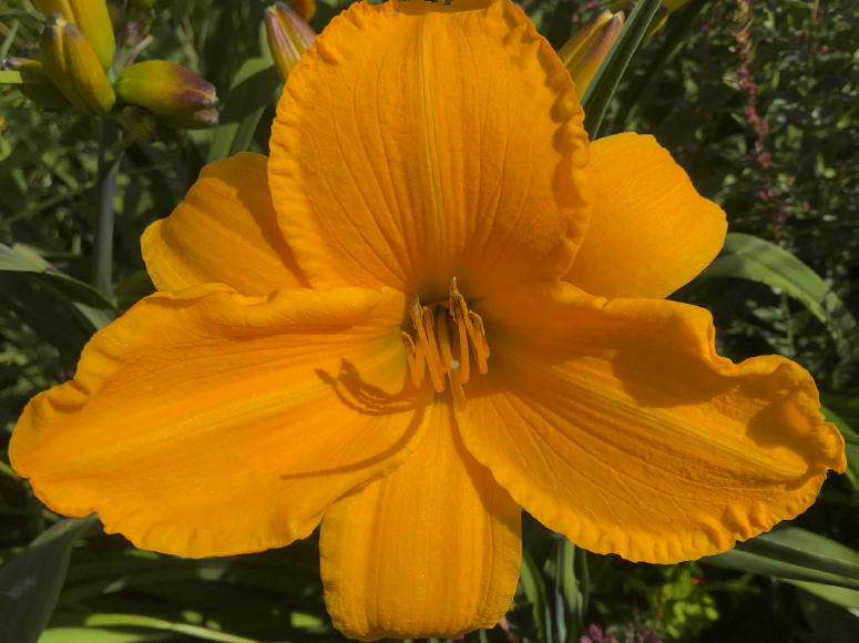 Yellow and Golden Yellow daylily by Dr. Tomas Tamberg